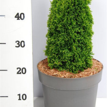 Thuja occ. 'Maks'