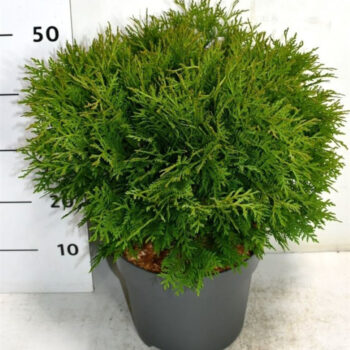 Thuja occ. 'Woodwardii'