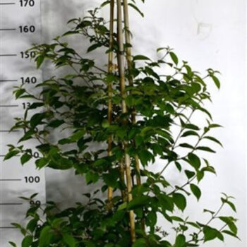 Viburnum plic. Kilimandjaro Sunrise