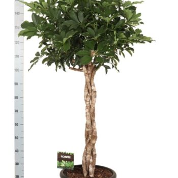 Schefflera arb. Compacta melted braid