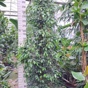 Ficus exotica piramide 300