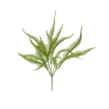 Sticherus Lobatus Kunst Varen