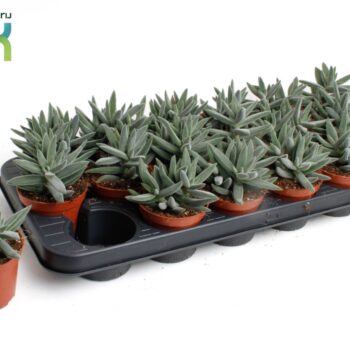 Crassula Silver spark