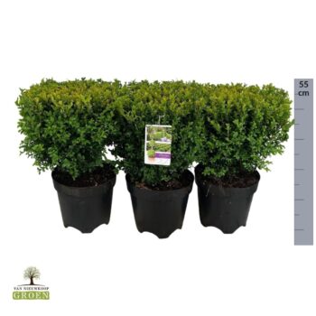 Buxus sempervirens Kubus / Instant hedging 35cm