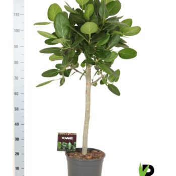 Ficus beng. Audrey op stam