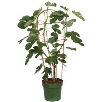 Ficus Gustissimo® Perretta®