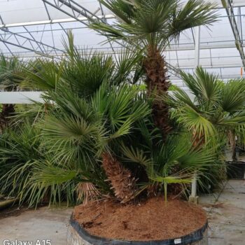 chamaerops humilis