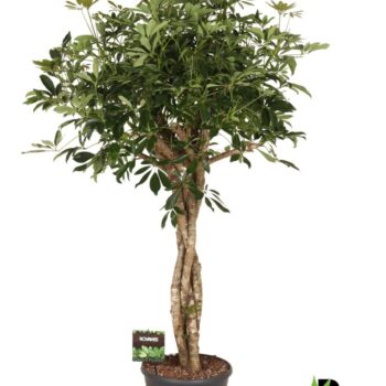 Schefflera arb. Compacta melted braid