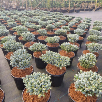 Abies koreana 'Kohout's Icebreaker'®
