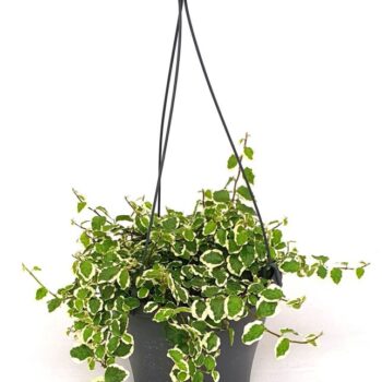 Ficus pumila 'Sunny'