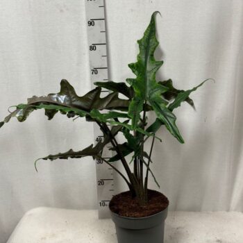 Alocasia Sabrina Narrow 19 cm