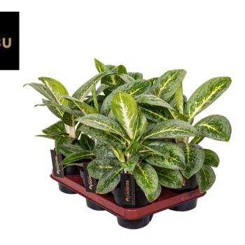 Aglaonema Green Surprise Tray