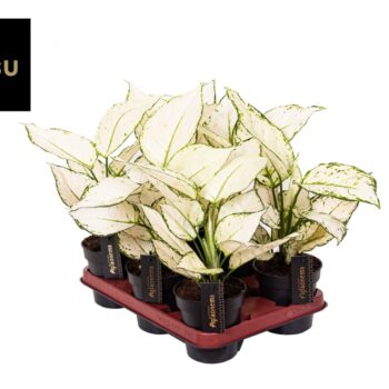 Aglaonema White Surprise Tray