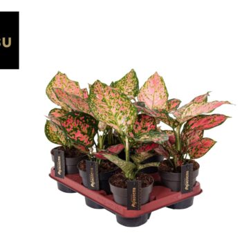Aglaonema Pink Surprise Tray