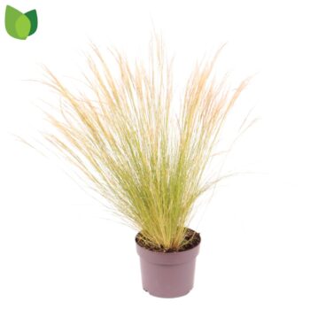 Stipa tenuissima 'Ponytails' C2/P17