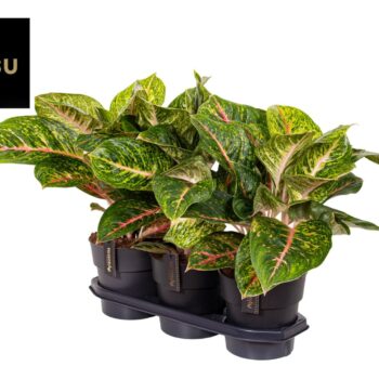 Aglaonema Red Surprise Tray