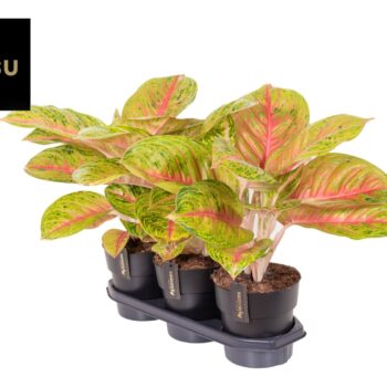 Aglaonema Pink Surprise Tray