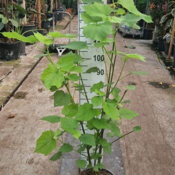 Sparrmannia Africana XL