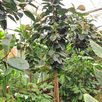 Ficus Robusta multistam XXXL