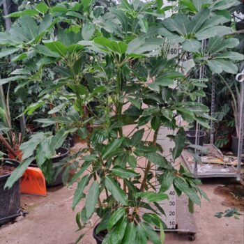 Schefflera Amate toef XL 210