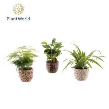 Groen mix in pot Lizzy