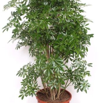 Schefflera arboricola 'Luseana'