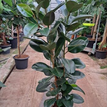 ficus robusta 2 toef XL