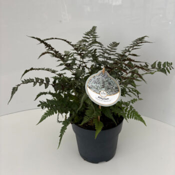 Athyrium niponicum 'Metallicum'