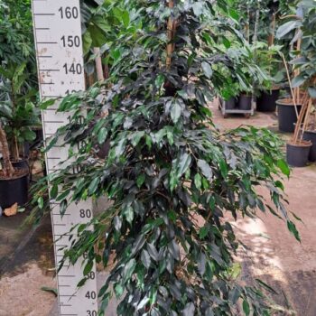 Ficus Danielle piramide