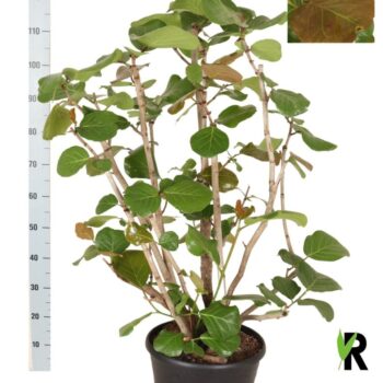 Coccoloba uvifera vertakt