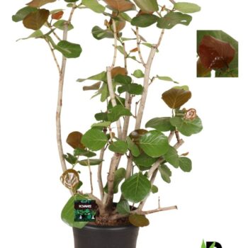 Coccoloba uvifera vertakt