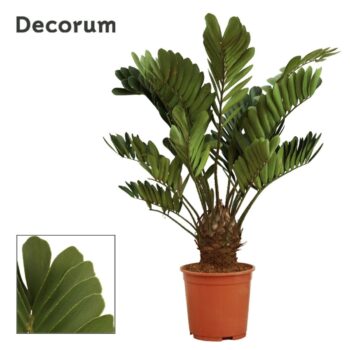 Zamia furfuracea 27 cm (Decorum)