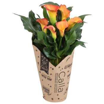 Zantedeschia Fireworks Calla oranje in kraft hoes