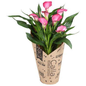 Zantedeschia Zazu Calla roze in kraft hoes