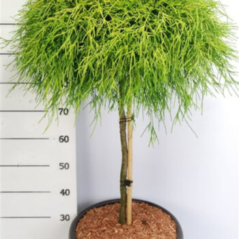 Chamaecyparis p. 'Sungold'