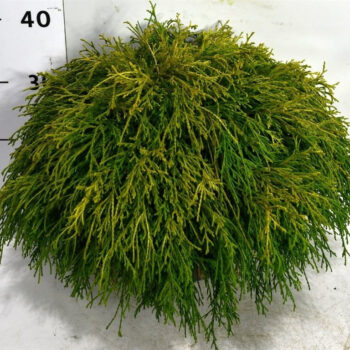 Chamaecyparis p. 'Sungold'