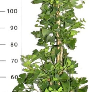 Ginkgo bil. Fastigiata Blagon