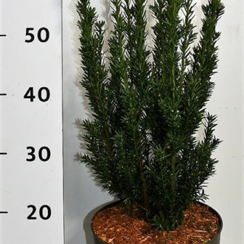 Taxus media 'Hillii'