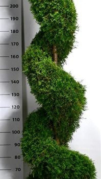 Thuja occ. 'Smaragd'
