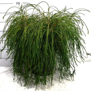 Thuja pl. 'Whipcord'