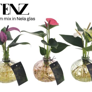 Anthurium mix in Nela 3 kleuren - levertijd: 24 uur