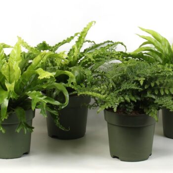Asplenium gemengd 21 cm pot