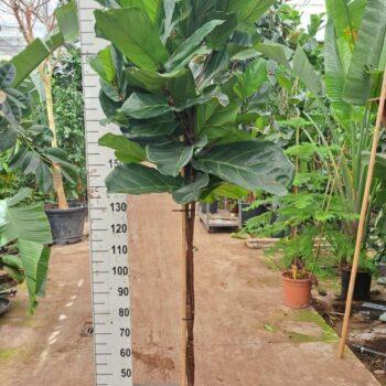 Ficus Lyrata multistam 250