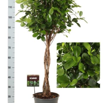 Ficus micr. Moclame gevlochten stam