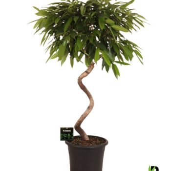Ficus binnendijkii Amstel King spiraal