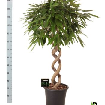 Ficus binnendijkii Amstel King dubbel spiraal