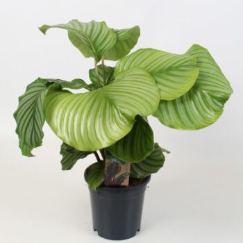 Calathea Orbifolia 17 cm