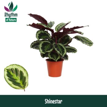 Calathea 19cm Shinestar Rhythm of Nature zonder hoes