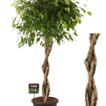 Ficus benj. Exotica melted braid in sierpot