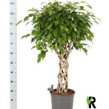 Ficus benj. Exotica gevlochten cilinder